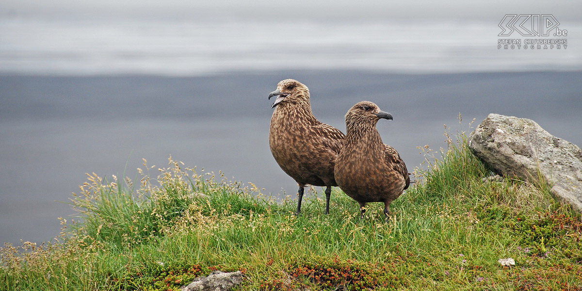Ingólfshöfdi - Great skua The great skua (stercorarius skua) is a tall dark brown seabird which robs other birds' preys. These birds defend their nest by attacking visitors. Stefan Cruysberghs